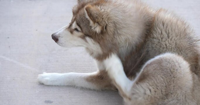 (Siberian Husky)Siberian Husky scratching, dog itching from ticks or fleas