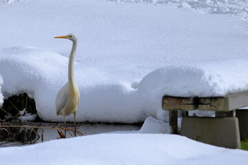 雪の積もった沼に立つシラサギ