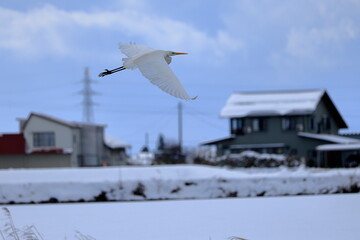 空を飛ぶシラサギ