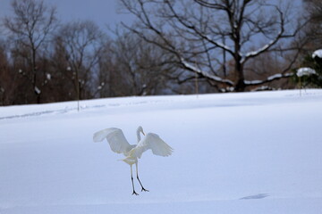 雪原に立つシラサギ