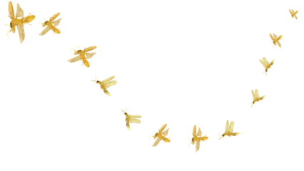 Fotobehang Golden Flying Fireflies. Isolated flying glowworm on transparant background  © Niza