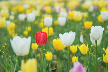 Obraz premium red tulip in tulip fields