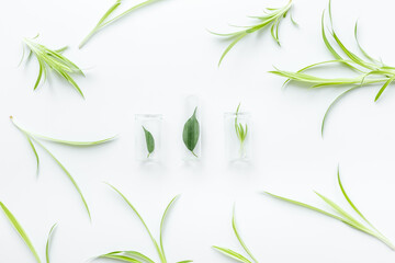 Fototapeta na wymiar Herbal cosmetic or medicine - test tubes with green leaves in laboratory