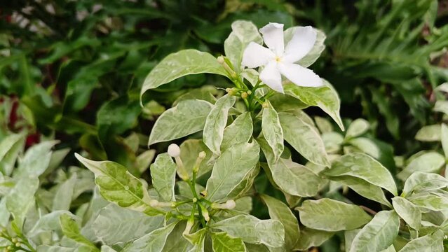 Fresh pale white flower in the garden