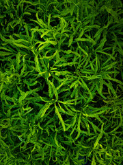 The tree with thick green leaves that is planted in the house area