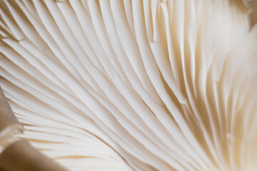 Macro texture of oyster mushrooms. Mushrooms background for design, decoration and advertising.