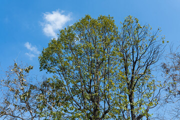 Tree Branches And Leaves Branches with Blue Sky Green Trees