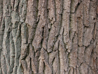 Naklejka premium Closeup photo of oak tree bark in brown color photographed in daylight