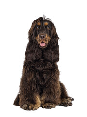 Young adult choc and tan Cocker Spaniel dog, sitting up facing front. Looking towards camera. Tongue out. Isolated cutout on a transparent background.