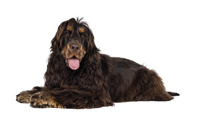 Young adult choc and tan Cocker Spaniel dog, laying down side ways. Looking towards camera. Tongue out. Isolated cutout on a transparent background. - obrazy, fototapety, plakaty