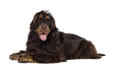 Young adult choc and tan Cocker Spaniel dog, laying down side ways. Looking towards camera. Tongue out. Isolated cutout on a transparent background.