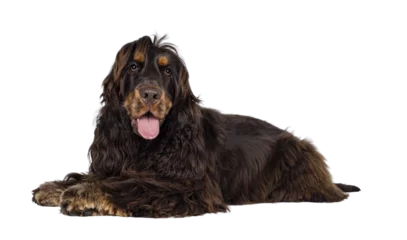 Fotobehang Young adult choc and tan Cocker Spaniel dog, laying down side ways. Looking towards camera. Tongue out. Isolated cutout on a transparent background. © Nynke