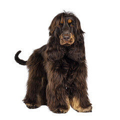 Young adult choc and tan Cocker Spaniel dog, standing facing front. Looking towards camera. Without tongue. Isolated cutout on a transparent background.