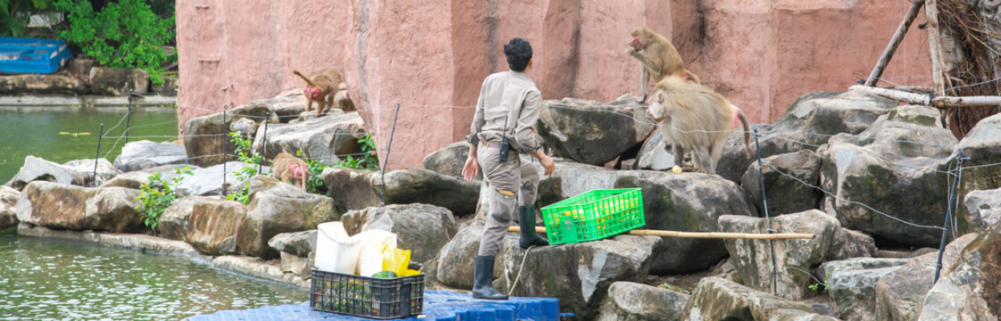 Panorama Asian Zoo keeper in uniform, belt radio feeding red faced monkey family by corns, fresh produces from plastic crates containers, floating structure, rocky natural climbing habitat