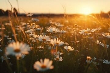 Sunset meadow with lovely daisies. Nature backdrop. Generative AI