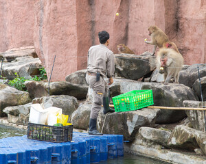 Red faced monkey family eating corns, fresh produces feeding by zoo keeper in uniform with belt radio, riverside rocky natural climbing habitat, floating structure, plastic crates containers © trongnguyen