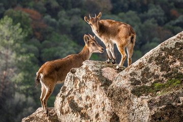 Iberian Ibex - Capra pyrenaica, beautiful popular mountain wild goat from Iberia mountains and hills, Andalusia, Spain.