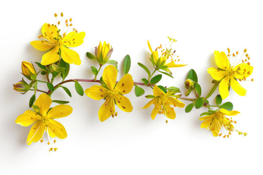 Brilliant St Johns Wort Showcased Against A White Background