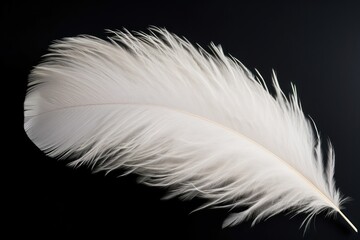 Fluffy white feather on black background