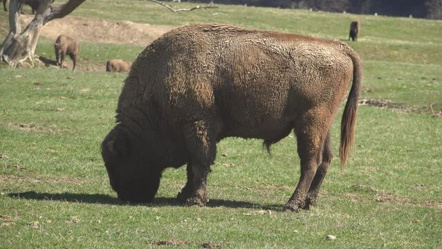Massive wisent male (Bison bonasus) grazing on green meadow