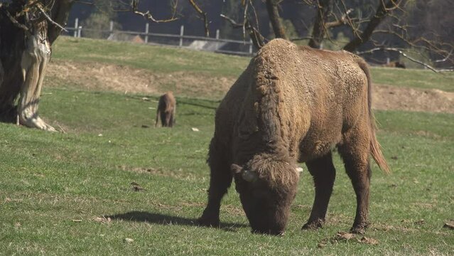 European bison male grazing in forest glade