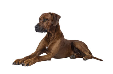 Handsome male Rhodesian Ridgeback dog, laying down side ways. Looking side ways away from camera. Isolated cutout on a transparent background.