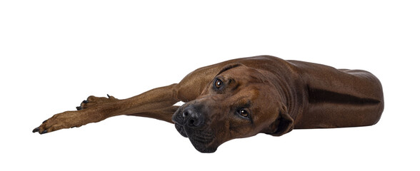 Handsome male Rhodesian Ridgeback dog, laying down on edge showing back. Looking beside camera....