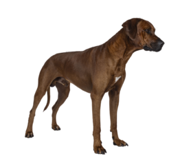 Handsome male Rhodesian Ridgeback dog, standing diagonal. Looking away from camera showing profile. Isolated  cutout on a transparent background.