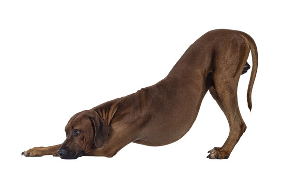 Handsome male Rhodesian Ridgeback dog, standing in funny downward dog bowing down pose Looking away from camera. Isolated cutout on a transparent background.