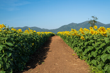 Fototapeta na wymiar Beautiful sunflower in the field