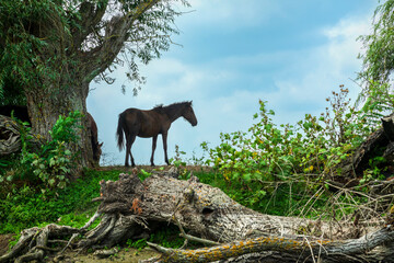 Landscape photo of wild horses at Murighiol Romania