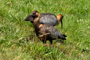 ducks bandurrias in the grass