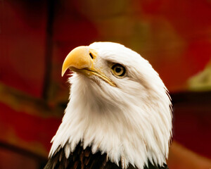 american bald eagle