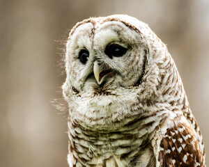 close up of an owl