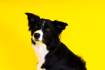Border Collie portrait looking at camera against red and yellow background