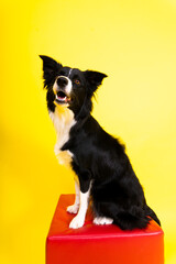 Border Collie portrait looking at camera against red and yellow background