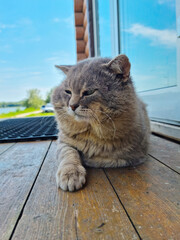 Obraz premium Close-up - a gray not well-groomed cat lies near the door