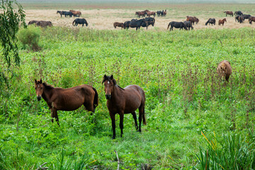 Landscape photo of wild horses at Murighiol Romania