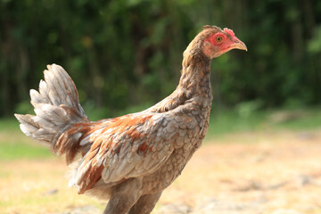 male chick isolated on blur background