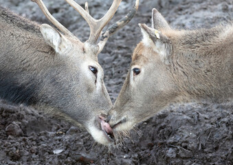 Père David's Deer or Milu (Elaphurus davidianus) © michaklootwijk