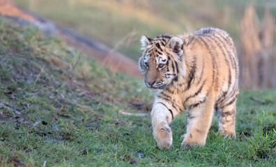 Junior amour tiger on the green grass