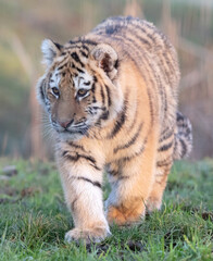 Junior amour tiger on the green grass