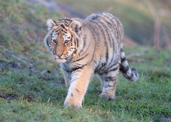 Junior amour tiger on the green grass