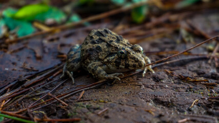 Green frog with black spots all over its body