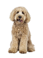 Cute cream young Labradoodle dog, sitting up facing front. Looking straight to camera. Tongue out to the side. Isolated cutout on a transparent background.