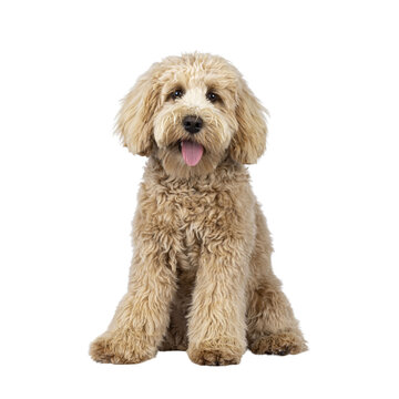 Cute cream young Labradoodle dog, sitting up facing front. Looking straight to camera. Tongue out. Isolated cutout on a transparent background.