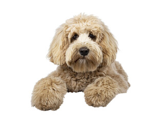 Cute cream young Labradoodle dog, laying down facing front on edge. Looking straight to camera. Mouth closed. Isolated cutout on a transparent background.