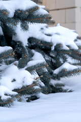 blue Christmas tree in the yard covered with snow vertical photo