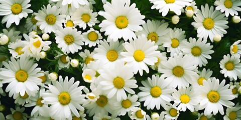 daisies meadow from above close-up, floral pattern background
