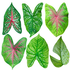set of green monstera palm and tropical plant leaf isolated on white background for design...